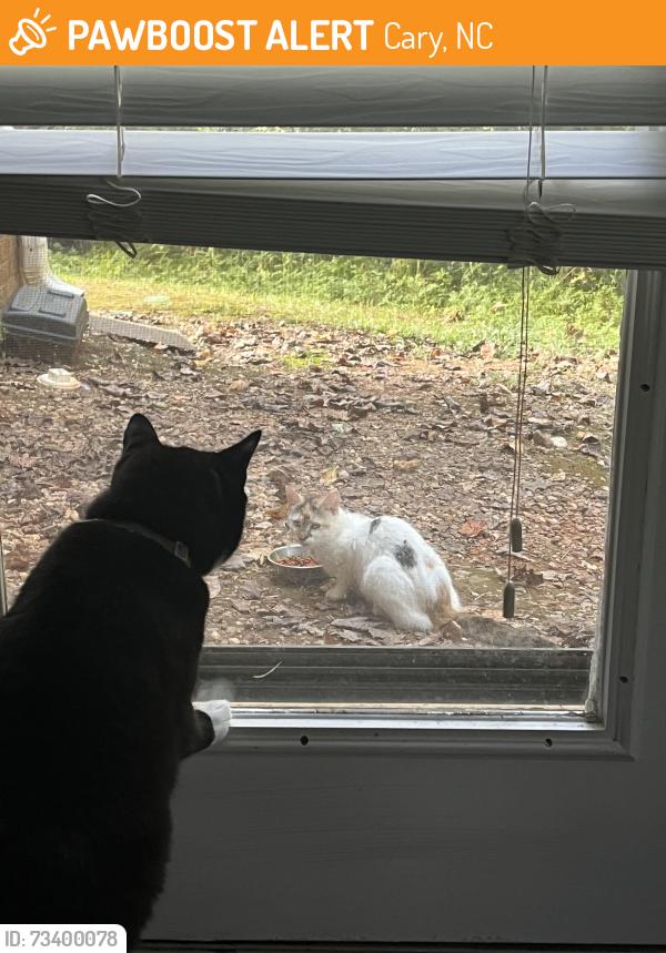 Found/Stray Female Cat last seen Collier place in Cary - woodlyn on the green apts, Cary, NC 27513