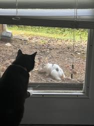 Found/Stray Female Cat last seen Collier place in Cary - woodlyn on the green apts, Cary, NC 27513