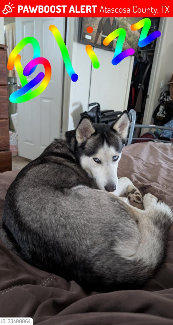 Lost Male Dog last seen The end of Hidden Meadows Circle, Atascosa County, TX 78065