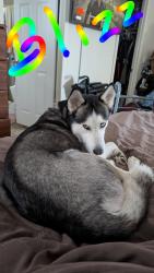 Lost Male Dog last seen The end of Hidden Meadows Circle, Atascosa County, TX 78065