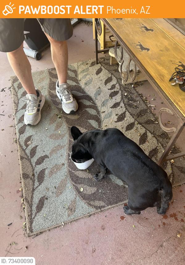 Found/Stray Female Dog last seen West Palm Ln and 16th Ave, Phoenix, AZ 85007