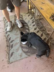 Found/Stray Female Dog last seen West Palm Ln and 16th Ave, Phoenix, AZ 85007