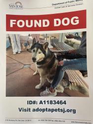 Reunited Male Dog last seen Piedmont and landless ave, Milpitas, CA 95035
