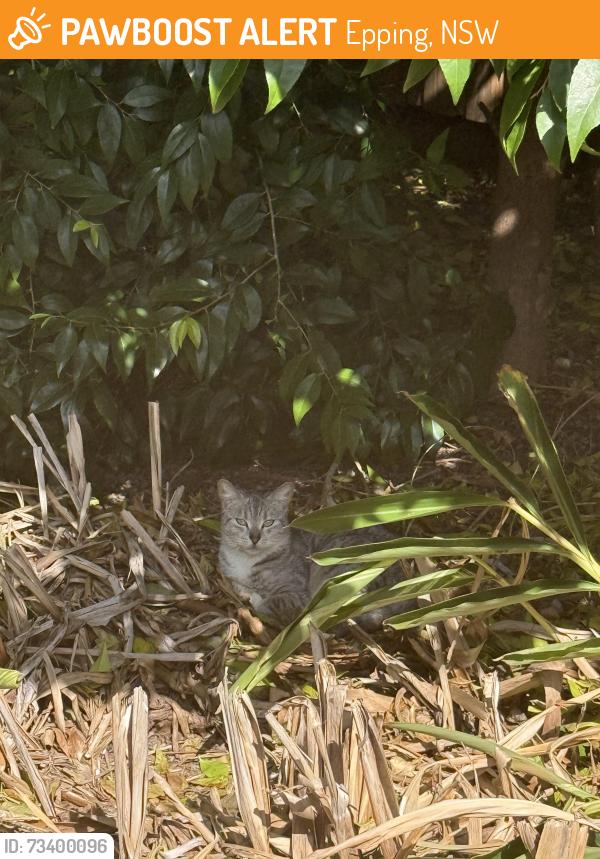 Found/Stray Unknown Cat last seen St Alban’s Anglican Church, Epping, NSW 2121