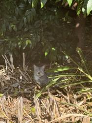 Found/Stray Unknown Cat last seen St Alban’s Anglican Church, Epping, NSW 2121