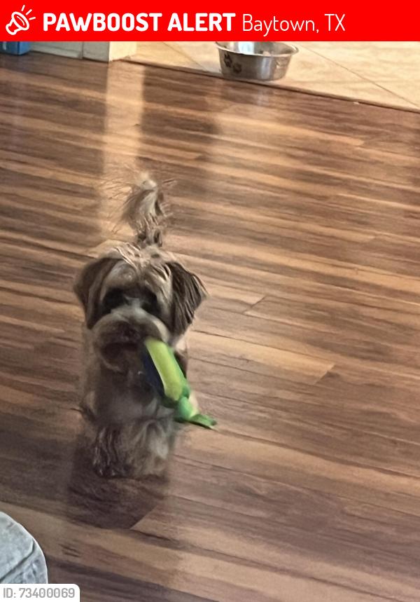 Lost Male Dog last seen Alexander Rd and Mabry St, Baytown, TX 77520