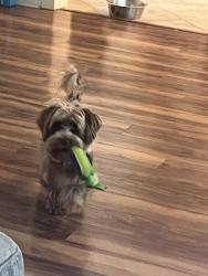 Lost Male Dog last seen Alexander Rd and Mabry St, Baytown, TX 77520