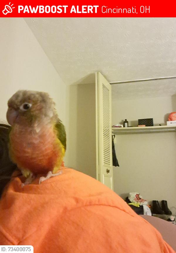 Lost Unknown Bird last seen Todas, Cincinnati, OH 45240