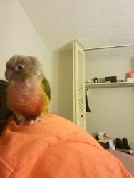 Lost Unknown Bird last seen Todas, Cincinnati, OH 45240