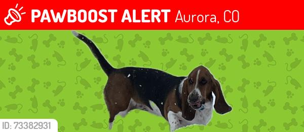 Lost Female Dog last seen 10th & Sable, Aurora, CO 80011
