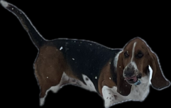 Lost Female Dog last seen 10th & Sable, Aurora, CO 80011