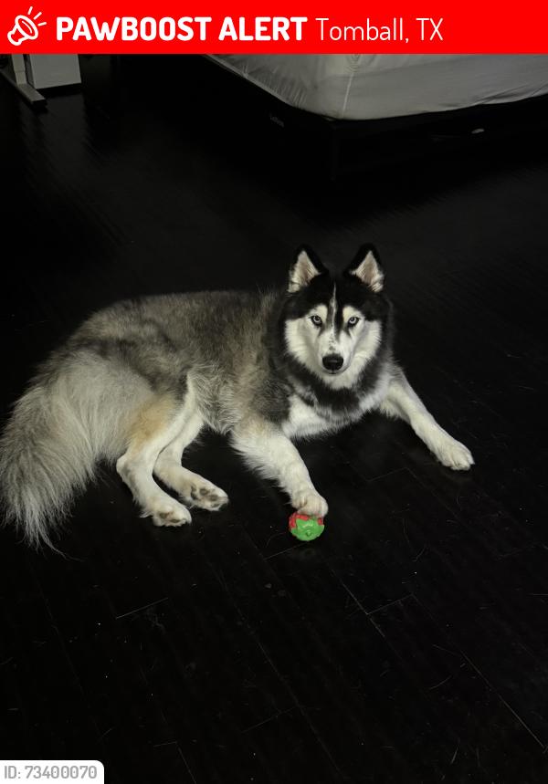 Lost Male Dog last seen Boudreaux Street, Tomball, Tomball, TX 77377