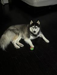 Lost Male Dog last seen Boudreaux Street, Tomball, Tomball, TX 77377