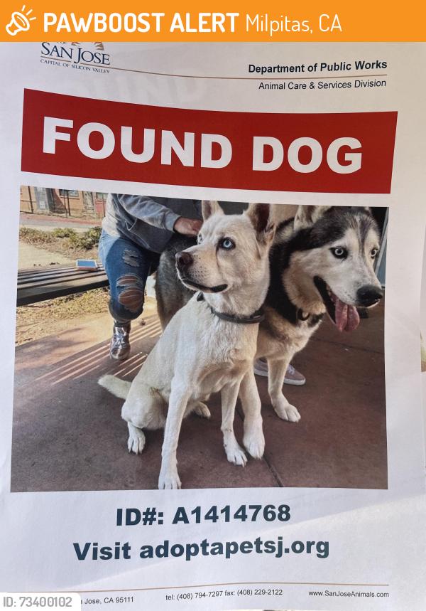 Found/Stray Female Dog last seen Piedmont and landless ave, Milpitas, CA 95035