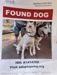 Found/Stray Female Dog last seen Piedmont and landless ave, Milpitas, CA 95035