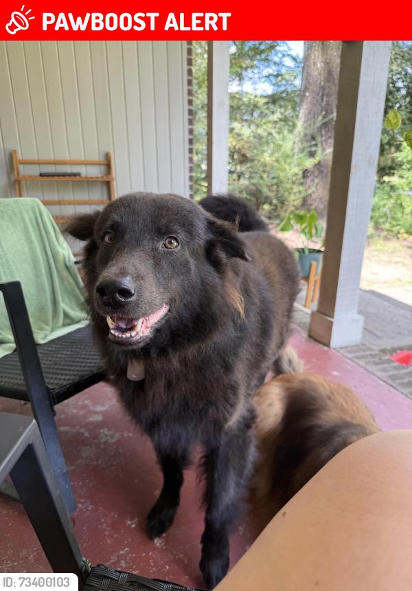 Lost Male Dog last seen Pinto drive NW / 249th ave nw, Athens Township, MN 55040