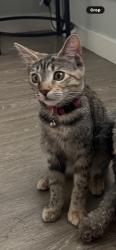 Reunited Female Cat last seen Near E 11th St, Long Beach, CA 90813, USA, Long Beach, CA 90813
