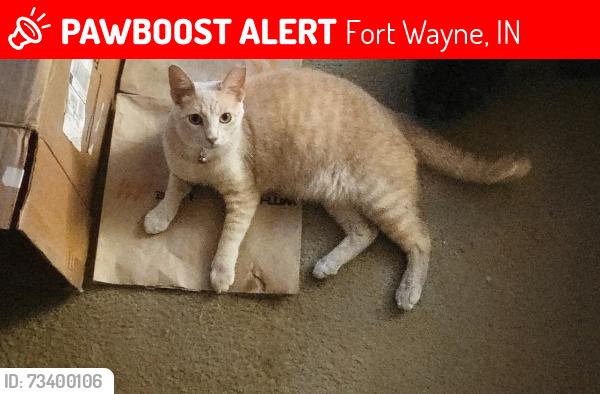 Lost Male Cat last seen Washington center rd ,ridgebrook mobile home court, Fort Wayne, IN 46808