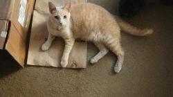 Lost Male Cat last seen Washington center rd ,ridgebrook mobile home court, Fort Wayne, IN 46808