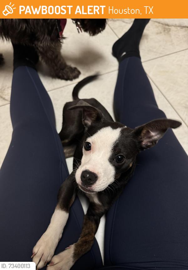Found/Stray Unknown Dog last seen Near Houston TX, Houston, TX 77066