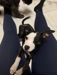Found/Stray Unknown Dog last seen Near Houston TX, Houston, TX 77066