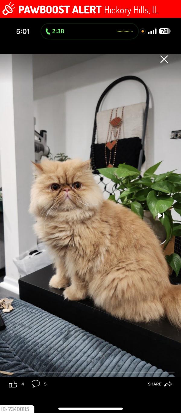 Lost Male Cat last seen Hickory hills, Hickory Hills, IL 60457