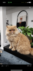 Lost Male Cat last seen Hickory hills, Hickory Hills, IL 60457