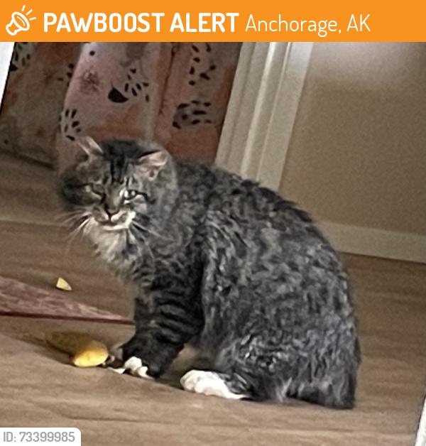 Found/Stray Unknown Cat last seen West High School, Anchorage, AK 99517