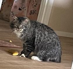 Found/Stray Unknown Cat last seen West High School, Anchorage, AK 99517