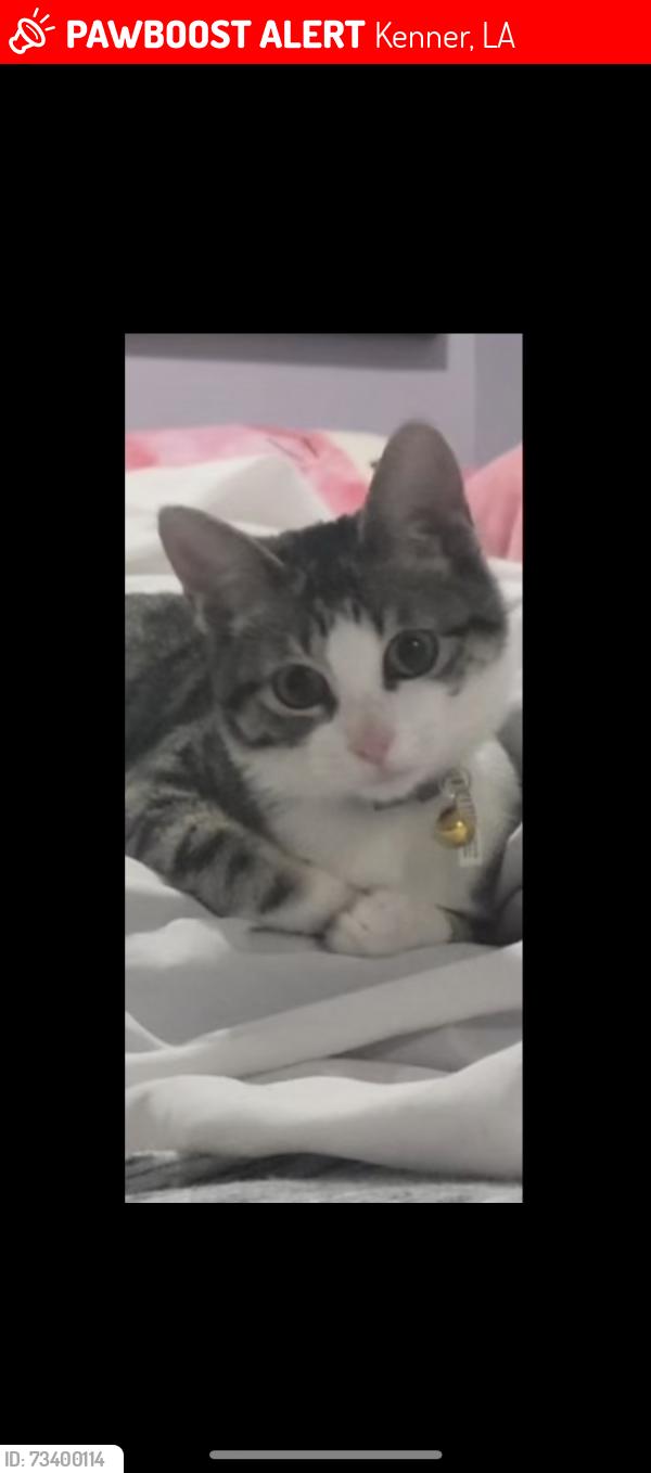 Lost Female Cat last seen Near clay street, Kenner, LA 70062