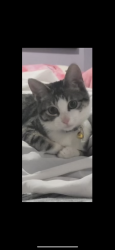 Lost Female Cat last seen Near clay street, Kenner, LA 70062