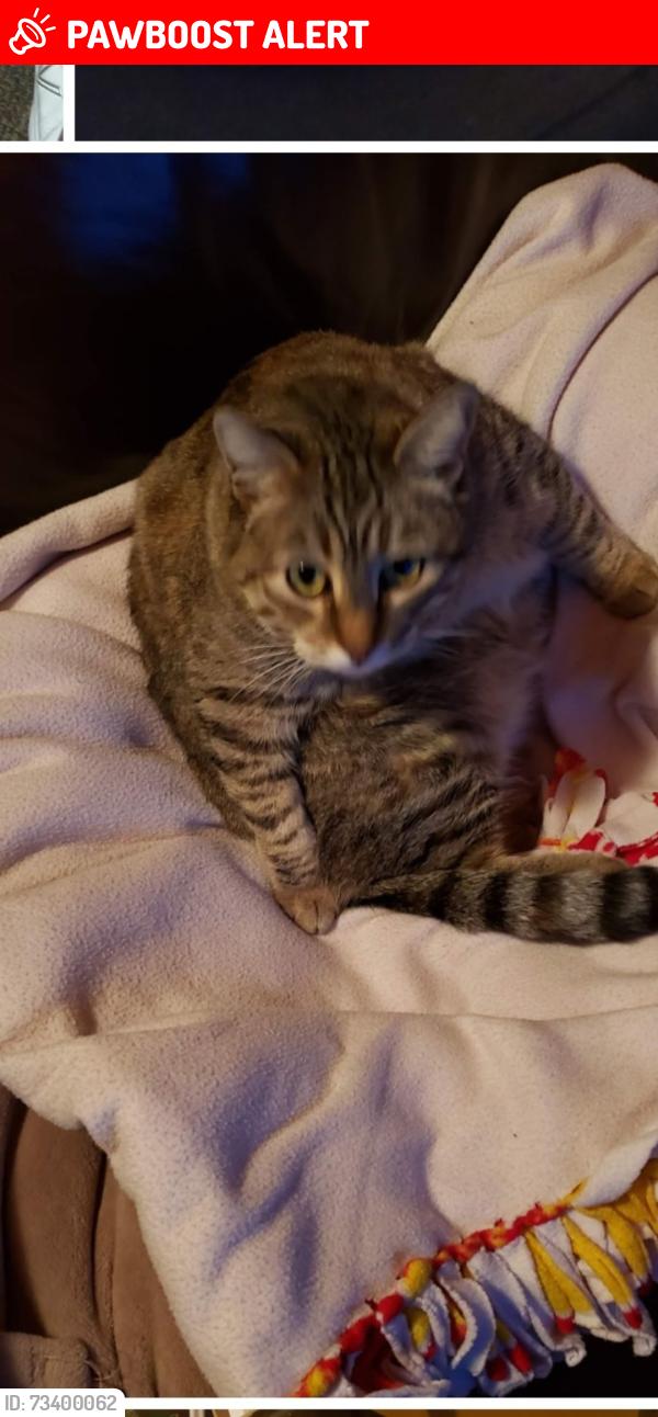 Lost Female Cat last seen Blackshear & Dewar Montebello, East Los Angeles, CA 90022