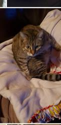 Lost Female Cat last seen Blackshear & Dewar Montebello, East Los Angeles, CA 90022