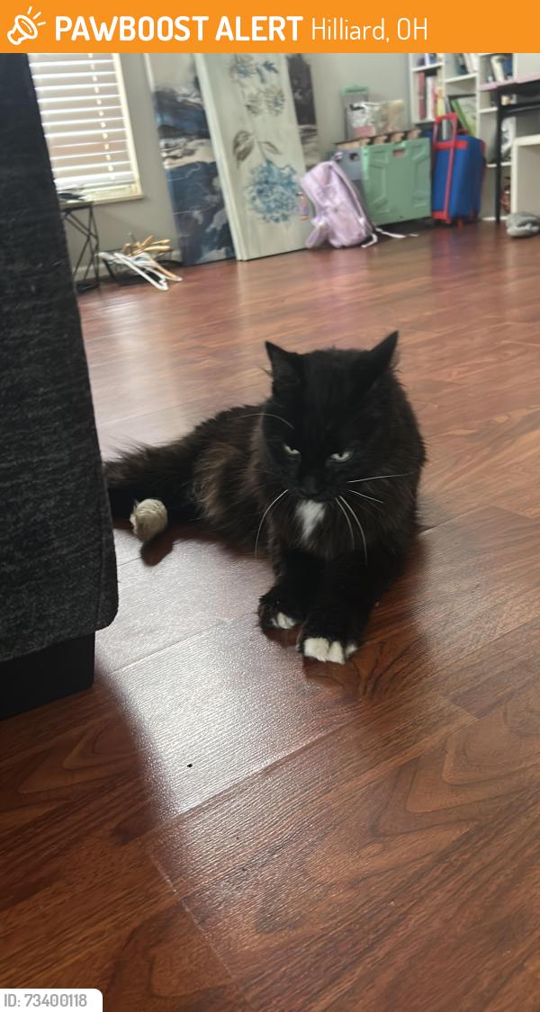 Found/Stray Male Cat last seen Patio, Hilliard, OH 43026