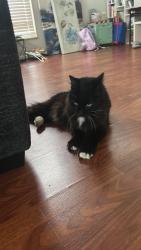 Found/Stray Male Cat last seen Patio, Hilliard, OH 43026
