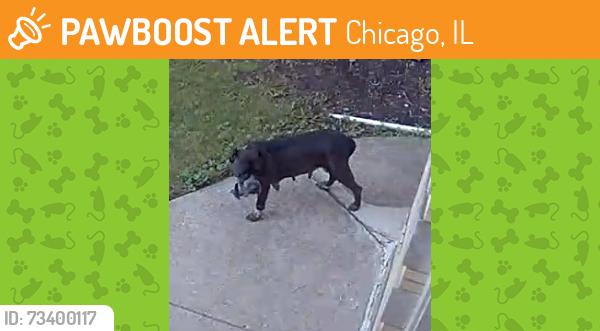 Found/Stray Female Dog last seen Spaulding & Ardmore, Chicago, IL 60659