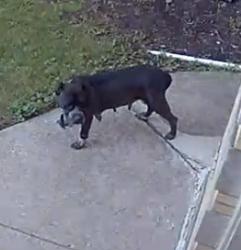 Found/Stray Female Dog last seen Spaulding & Ardmore, Chicago, IL 60659