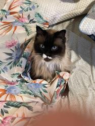 Reunited Female Cat last seen Brown bear car wash on Avondale, Redmond, WA 98052