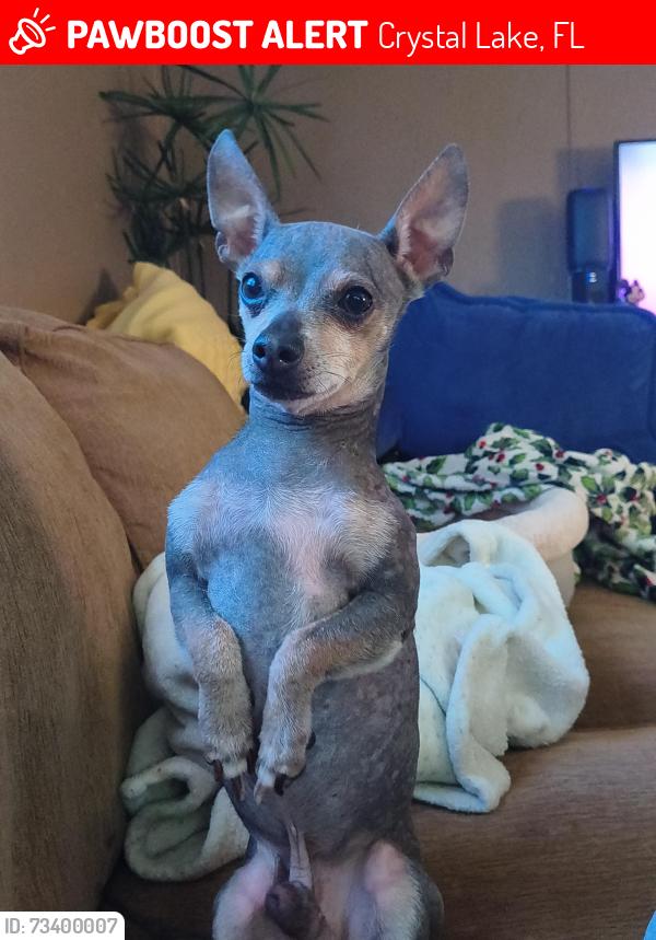 Lost Male Dog last seen Pisgah pl and canton st Lakeland FL 33801, Crystal Lake, FL 33801