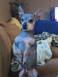 Lost Male Dog last seen Pisgah pl and canton st Lakeland FL 33801, Crystal Lake, FL 33801