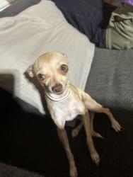 Reunited Female Dog last seen Near highway, Perris, CA 92570