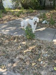 Found/Stray Male Dog last seen Baldwin, Fort Worth, TX 76110