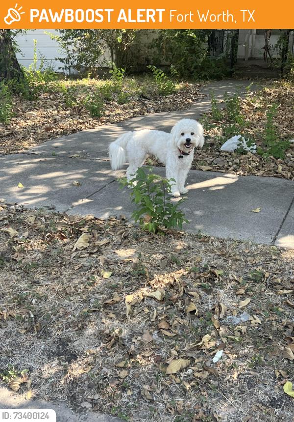 Found/Stray Male Dog last seen Baldwin, Fort Worth, TX 76110