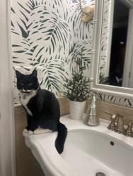 Lost Female Cat last seen Bell street, Edmonds 98020, Edmonds, WA 98020