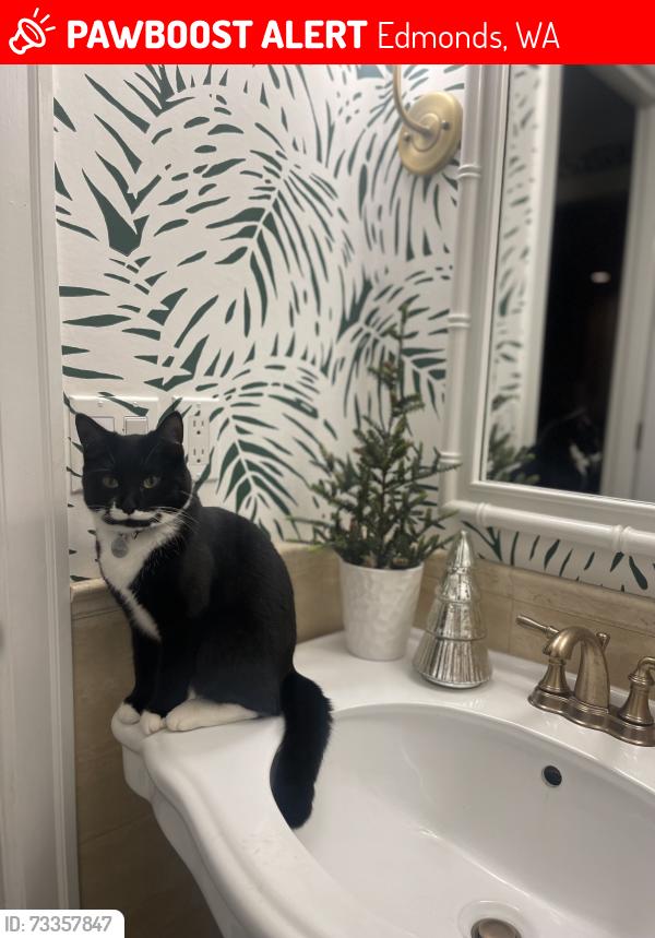 Lost Female Cat last seen Bell street, Edmonds 98020, Edmonds, WA 98020