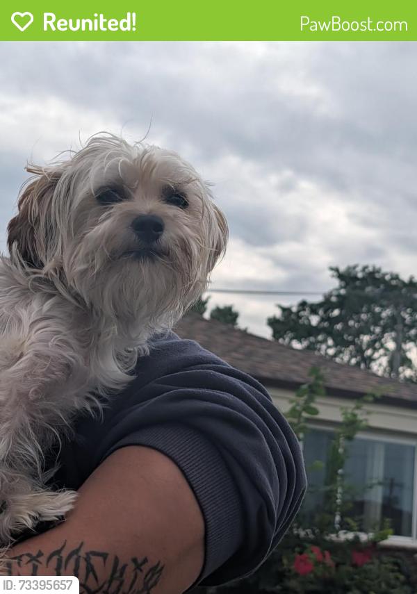 Reunited Male Dog last seen 83rd and Cicero, Chicago, IL 60652