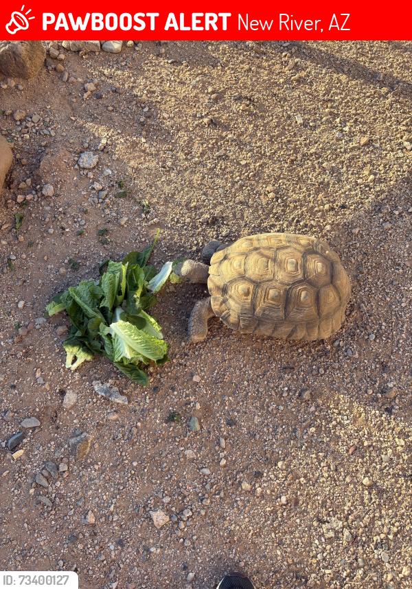 Lost Unknown Reptile last seen 17ace and tanar, New River, AZ 85086