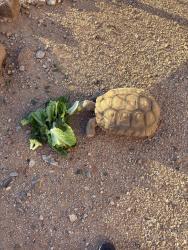 Lost Unknown Reptile last seen 17ace and tanar, New River, AZ 85086