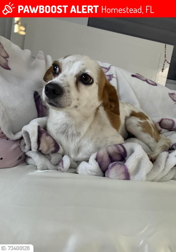 Lost Male Dog last seen Near se 5th st hmstd fl 33033, Homestead, FL 33033