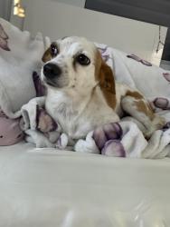 Lost Male Dog last seen Near se 5th st hmstd fl 33033, Homestead, FL 33033